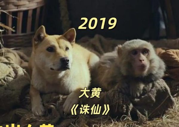 演员狗狗“大黄”上台领奖，主人称其是“专业演员” 